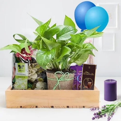 Wonderful Money Plant with Potpourri Scented Candles n Chocolates Gift