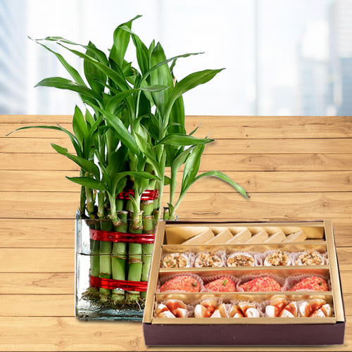 Fascinating Gift of 2 Layer Lucky Bamboo Plant in Glass Pot with Assorted Haldiram Sweets