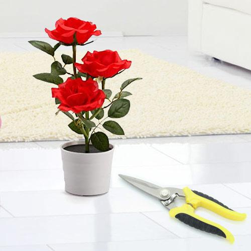 Eye Catching Gift of Red Rose Plant with Pruning Scissor