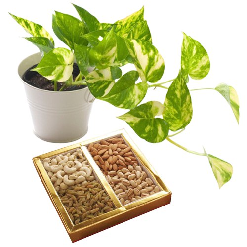 Air Purifying Golden Pothos Plant n Assorted Dry Fruits Duo