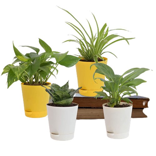 Wishing Prosperity - 4 Air Purifying Plants Set