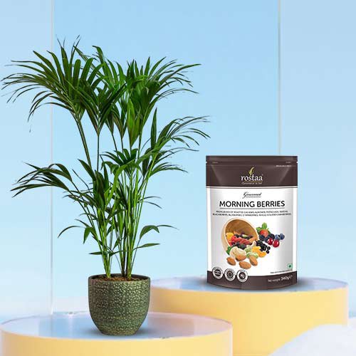 Air Purifying Kentia Palm Plant with Berries Combo