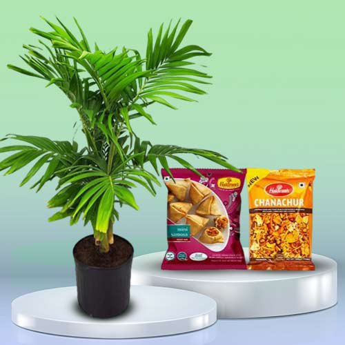 Gorgeous Christmas Palm Plant with Assorted Snacks N Savories