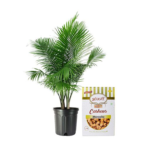 Fabulous Duo of Majesty Palm Plant N Masala Cashews