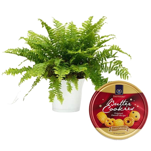 Attractive Combo of Fern Plant with Sapphire Butter Cookies