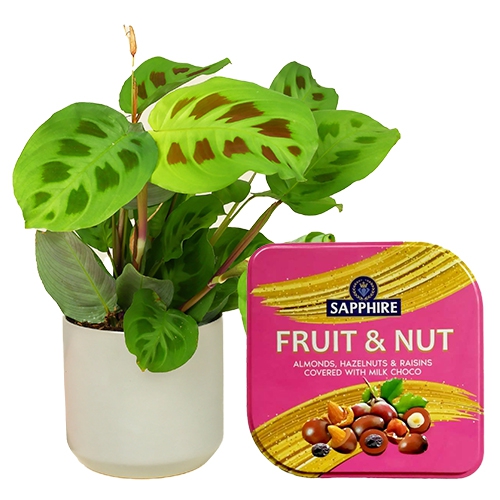 Marvelous Potted Maranta Plant with Sapphire Fruit N Nut Tin
