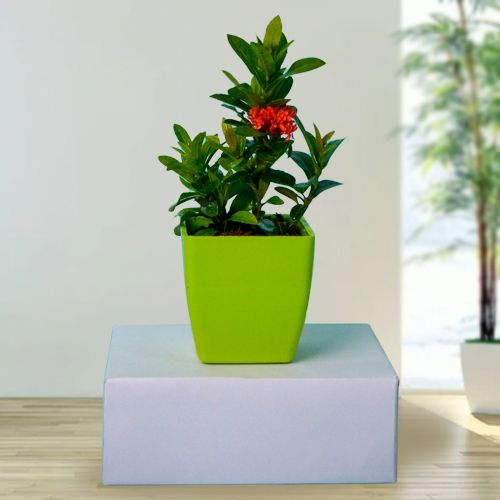 Beautiful Ixora Plant Gift