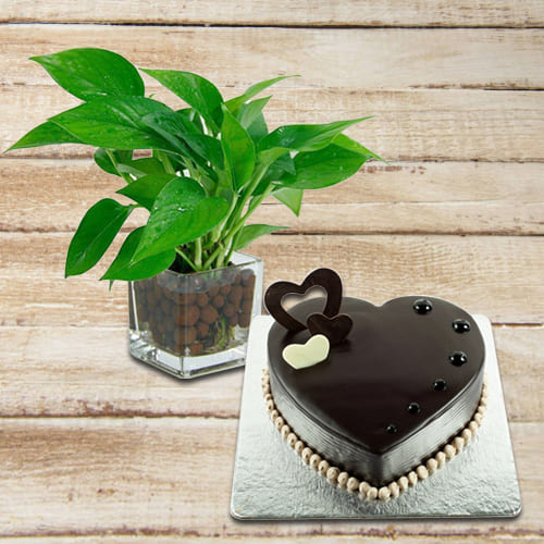 Yummy Chocolate Cake with Money Plant in Glass Pot
